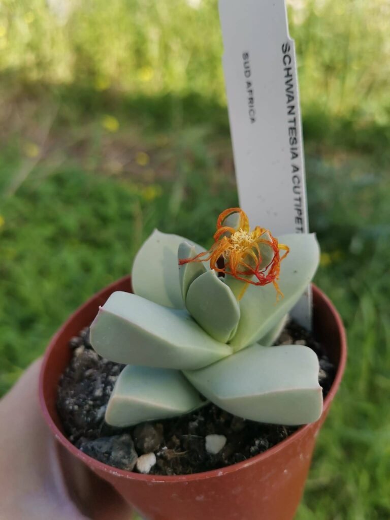 Schwantesia Acutipetala