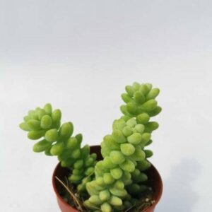 Sedum Burrito