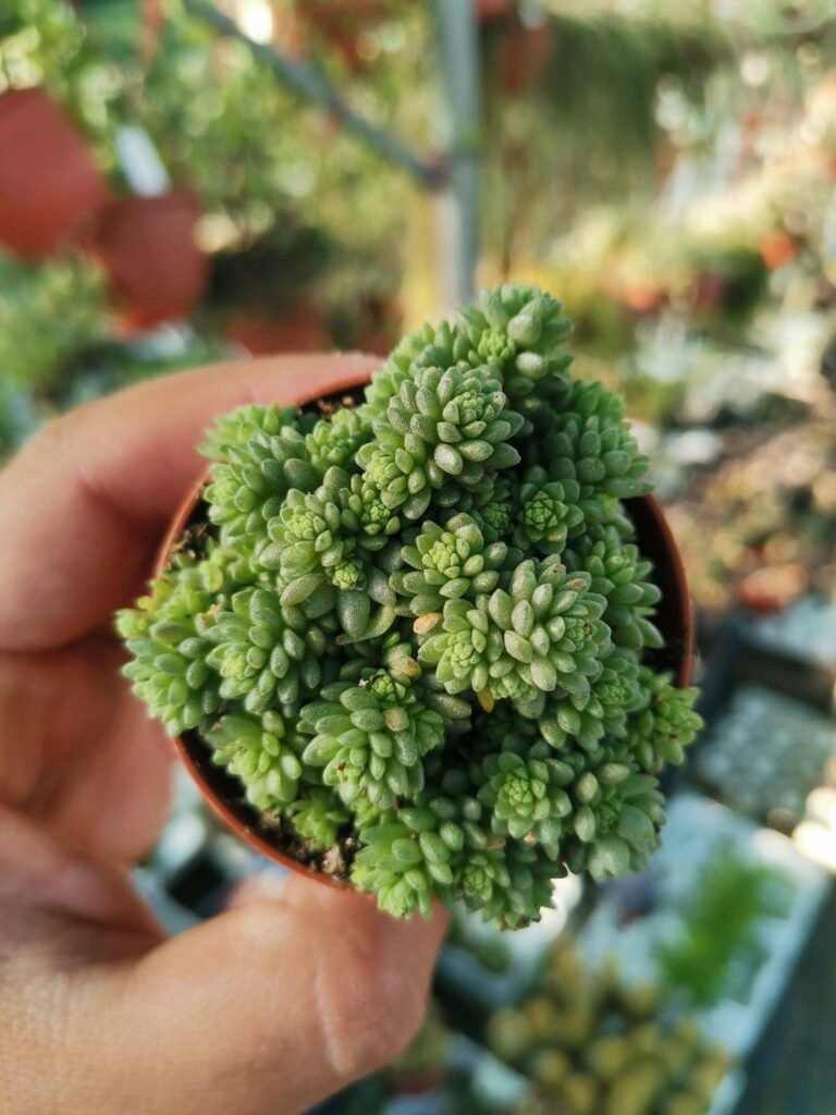 Sedum Acre