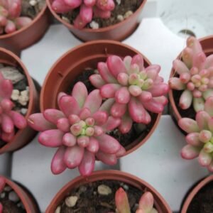 Sedum Rubrotinctum "Aurora" Variegata