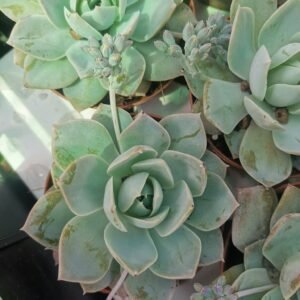 Sedum Suaveolens