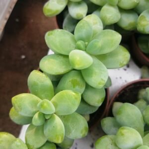 Sedum Treleasei