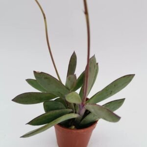Senecio Crassissimus
