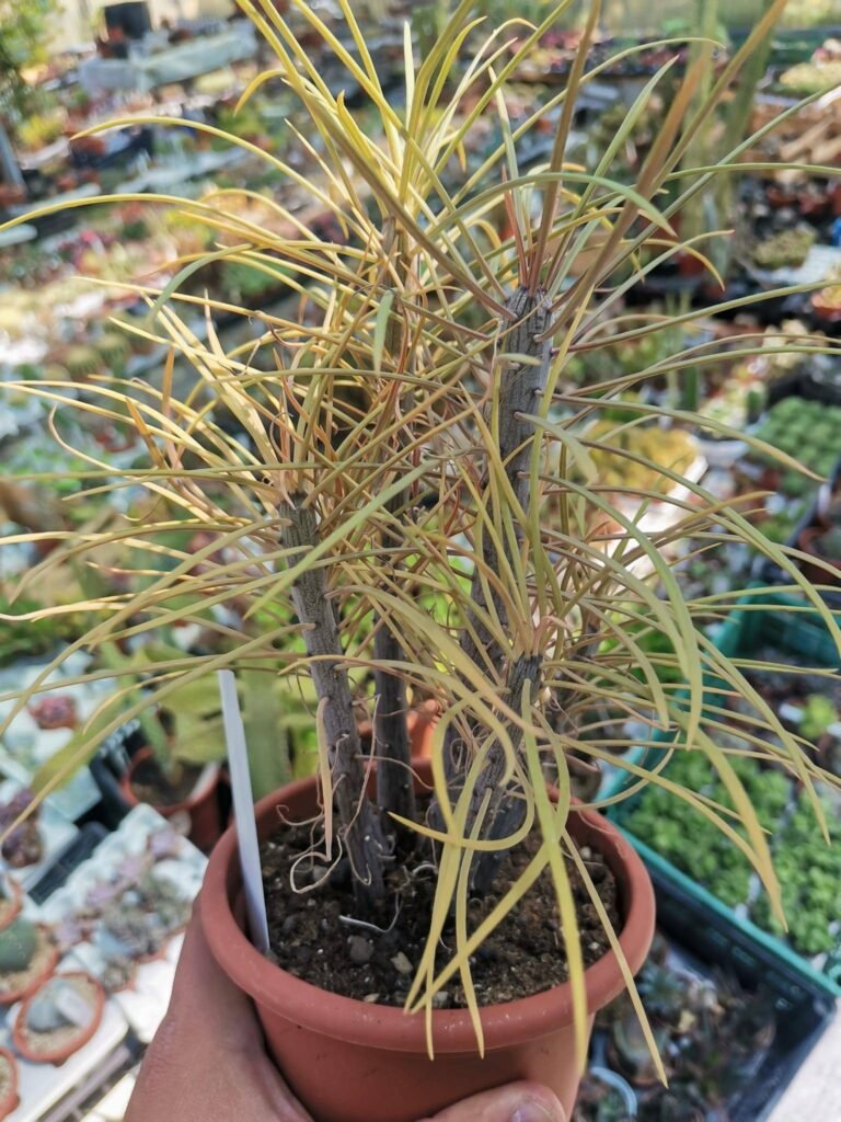Senecio Kleinia accestita