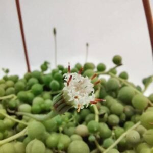 Senecio Rowleyanus o Pianta del Rosario