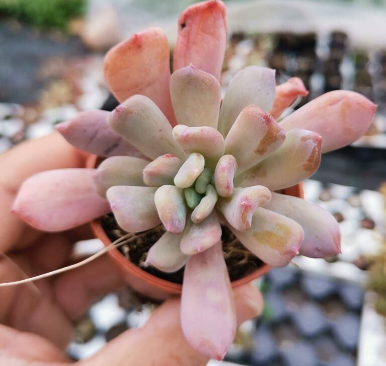 Pachyphytum comanche