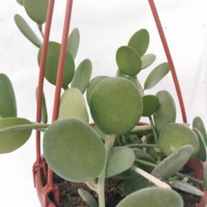 Xerosicyos Danguyi