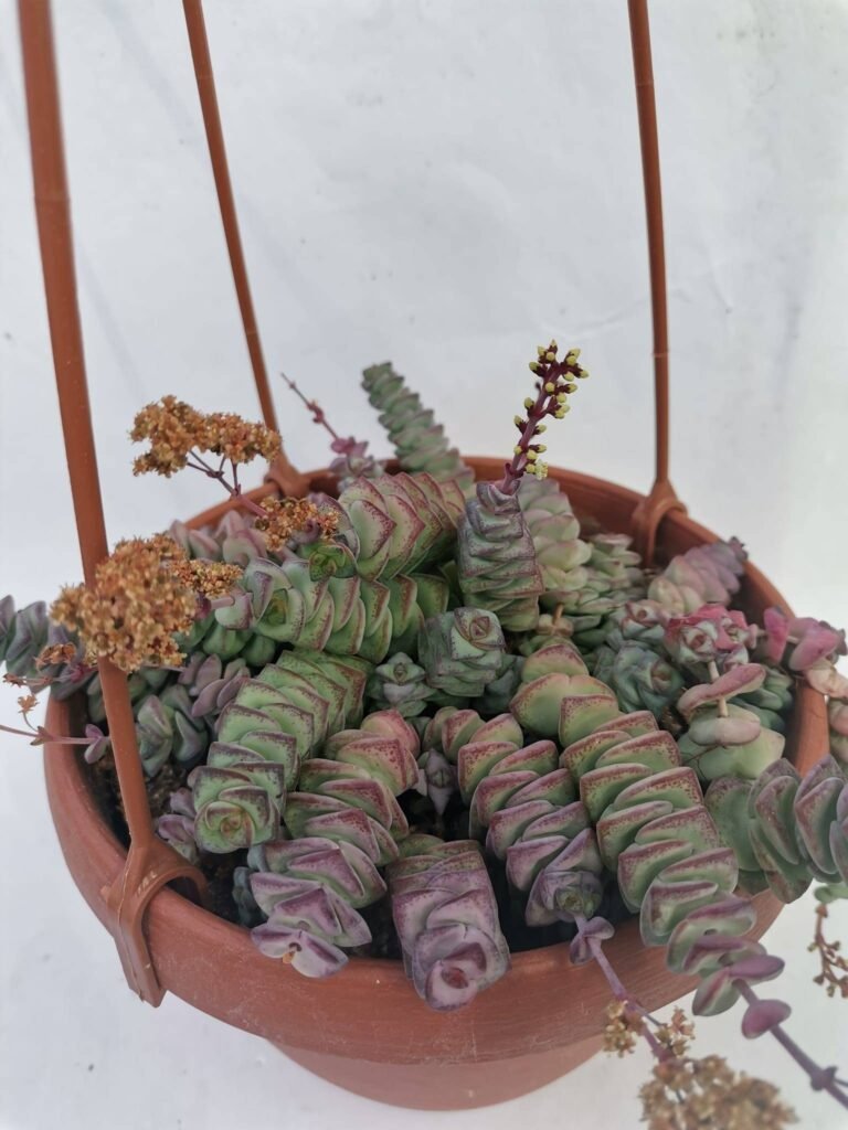 Crassula Marnieriana Big