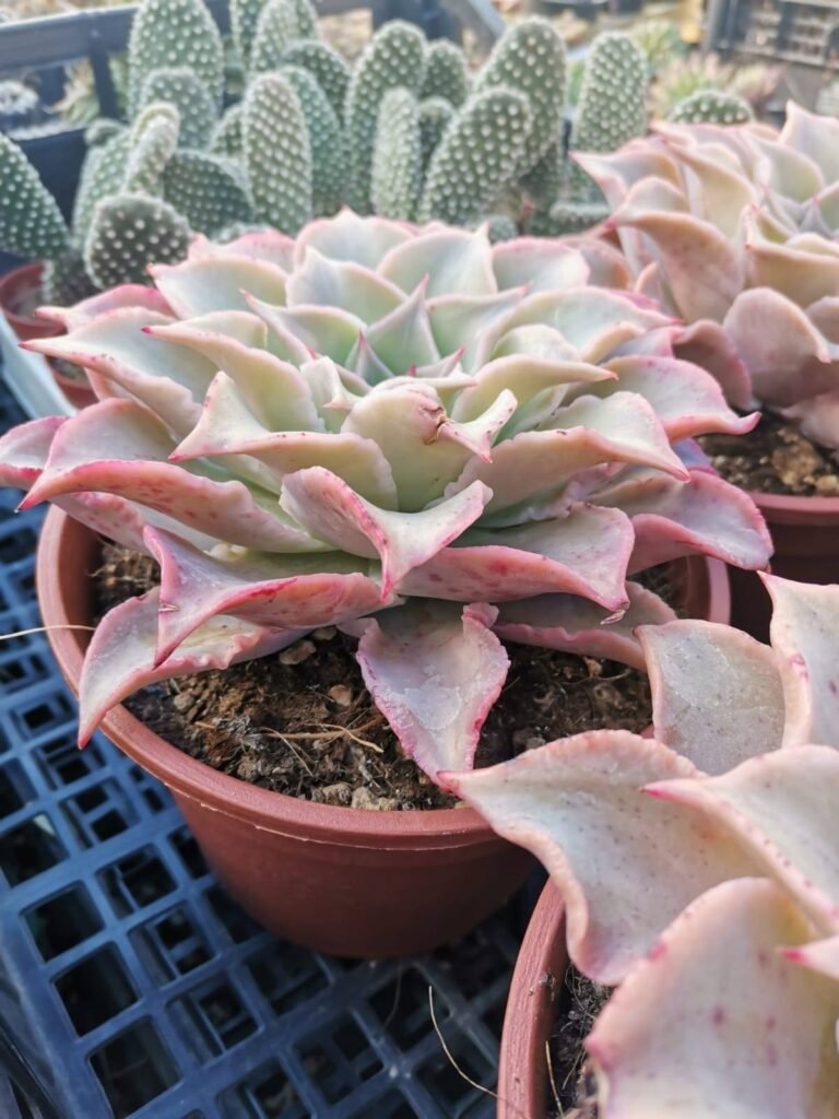 Echeveria Madiba v. 16 cm