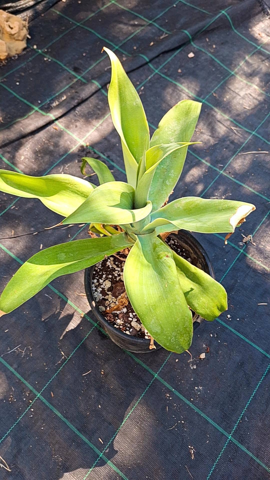 Agave Attenuata Big Size