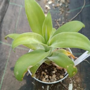 Agave Attenuata