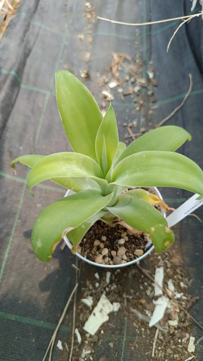 Agave Attenuata