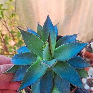 Agave Horrida