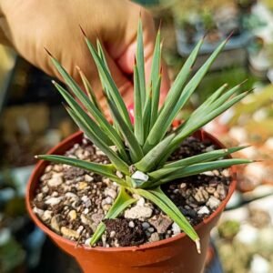 Agave rzedowskiana