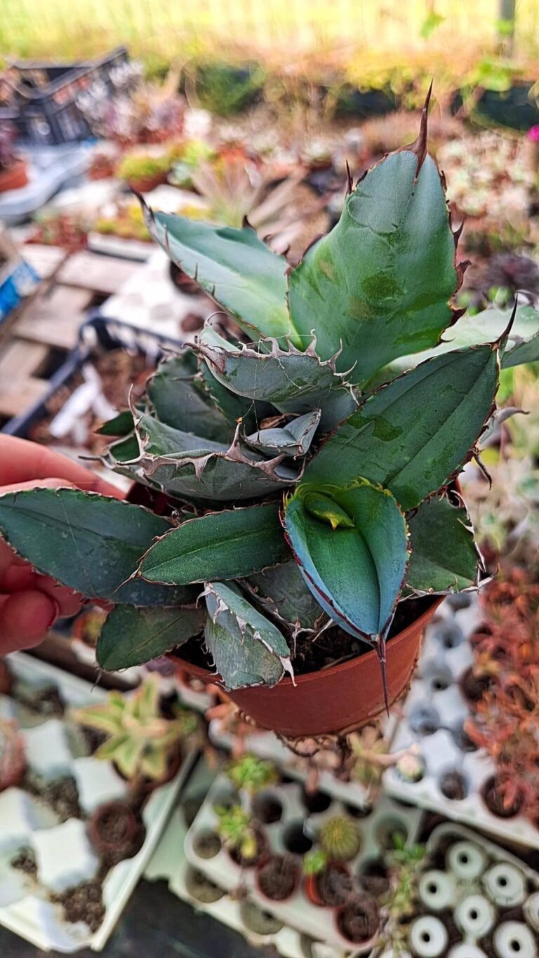 Agave Titanota black and blue