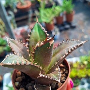 Agave titanota catweazle red