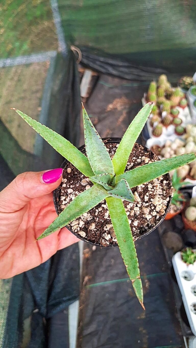 X mangave Bloodspot