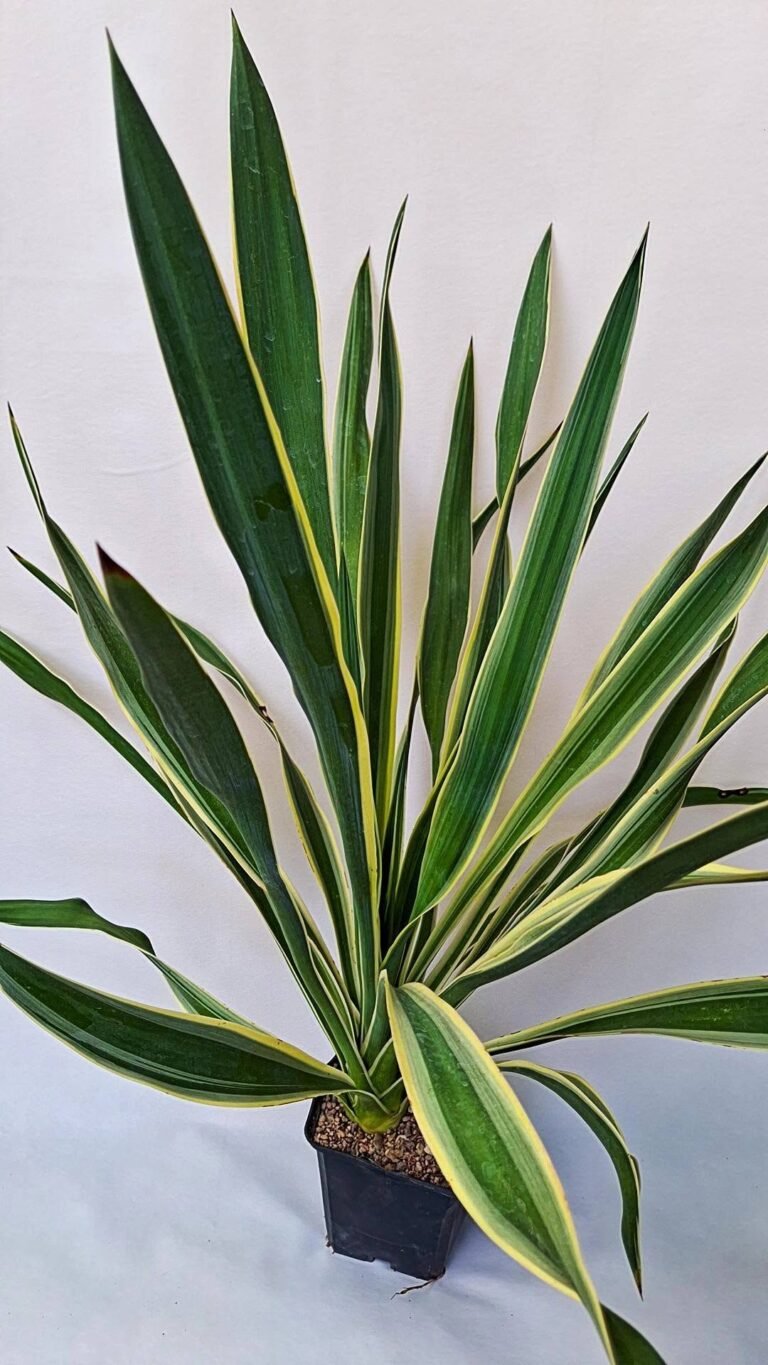 Yucca filamentosa CV bright Edge