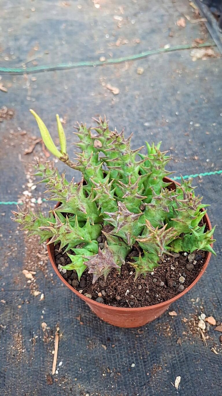 Caralluma Caudata