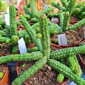 Echidnopsis Cereiformis