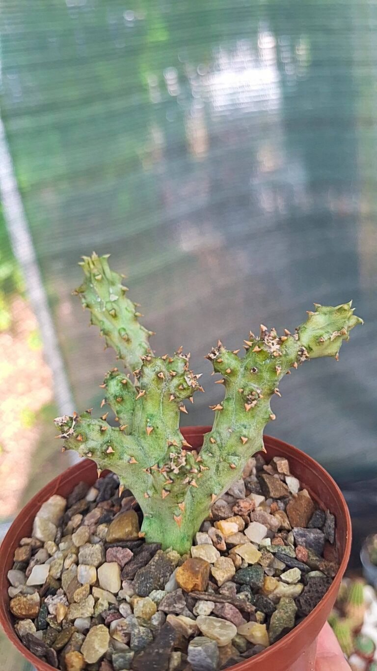 Edithcolea grandis