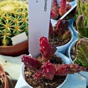 Huernia Schinzii