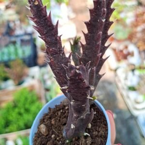 Stapelia Sp