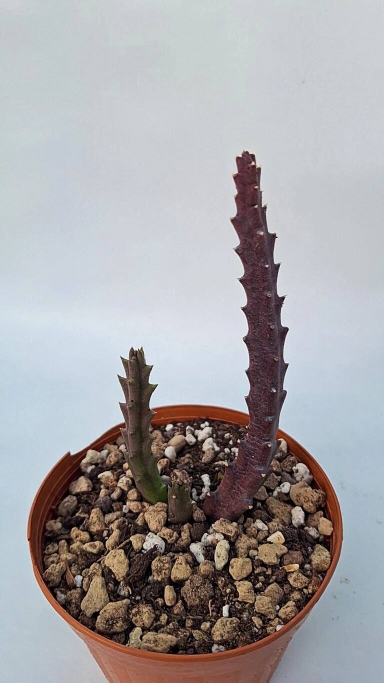 Stapelia Berlinensis