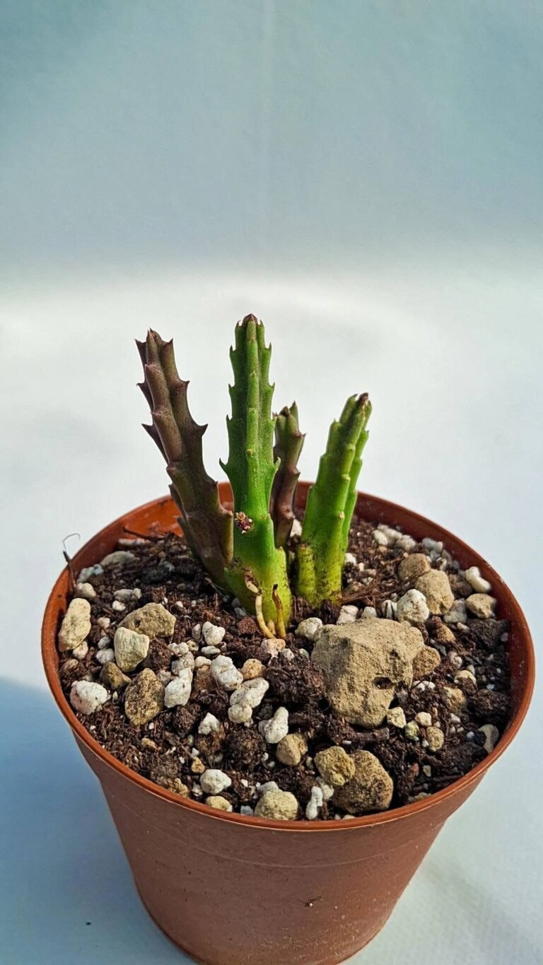 Stapelia scitula Hybrid