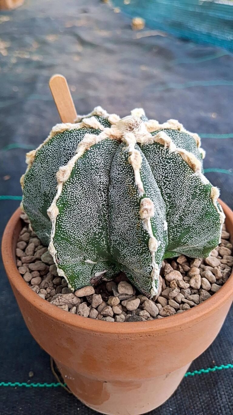 Astrophytum Hybrid hannya multicostatus