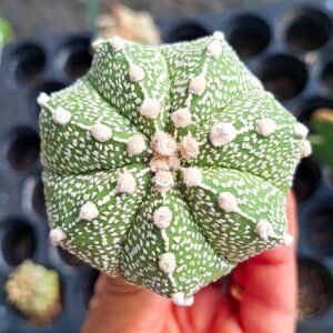 Astrophytum asterias Hybrid multicostatus