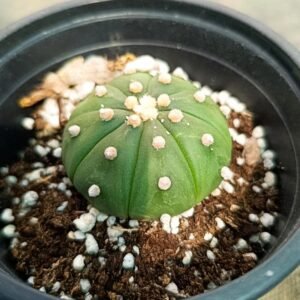 Astrophytum asterias nudum Hybrid x ooibo