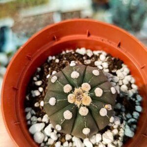Astrophytum Asterias hybrid x Ooibo