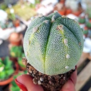 Astrophytum asterias x ooibo un po' Variegata
