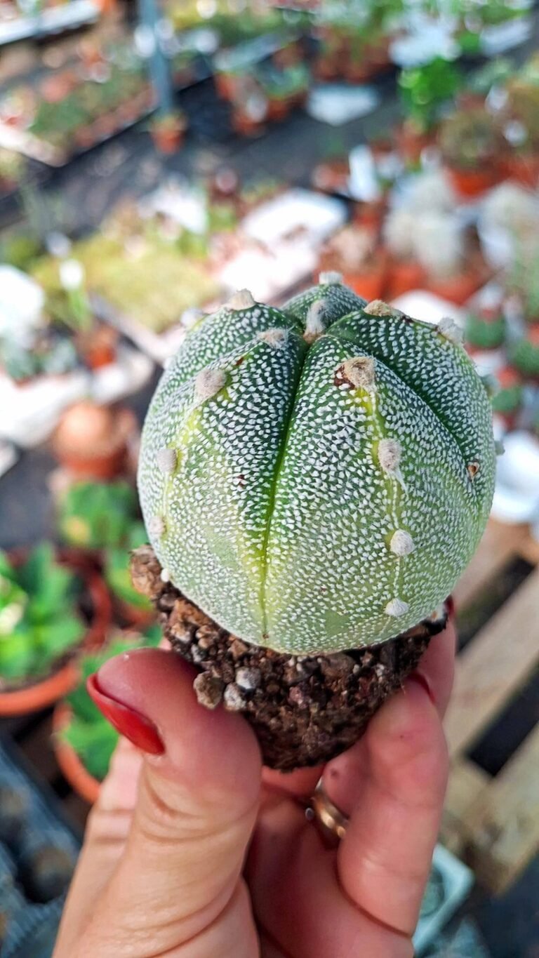 Astrophytum asterias x ooibo un po’ Variegata
