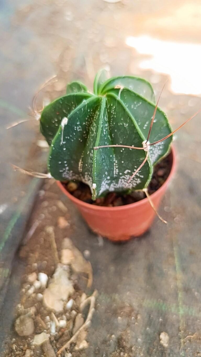 Astrophytum Capricorne