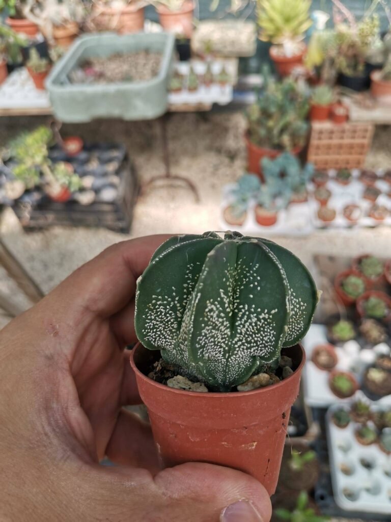 Astrophytum capricorne hybrid multicostatum