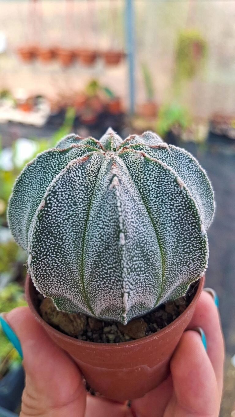 Astrophytum cokabuto hybrid