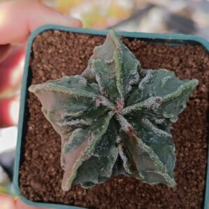 Astrophytum Fukuryu