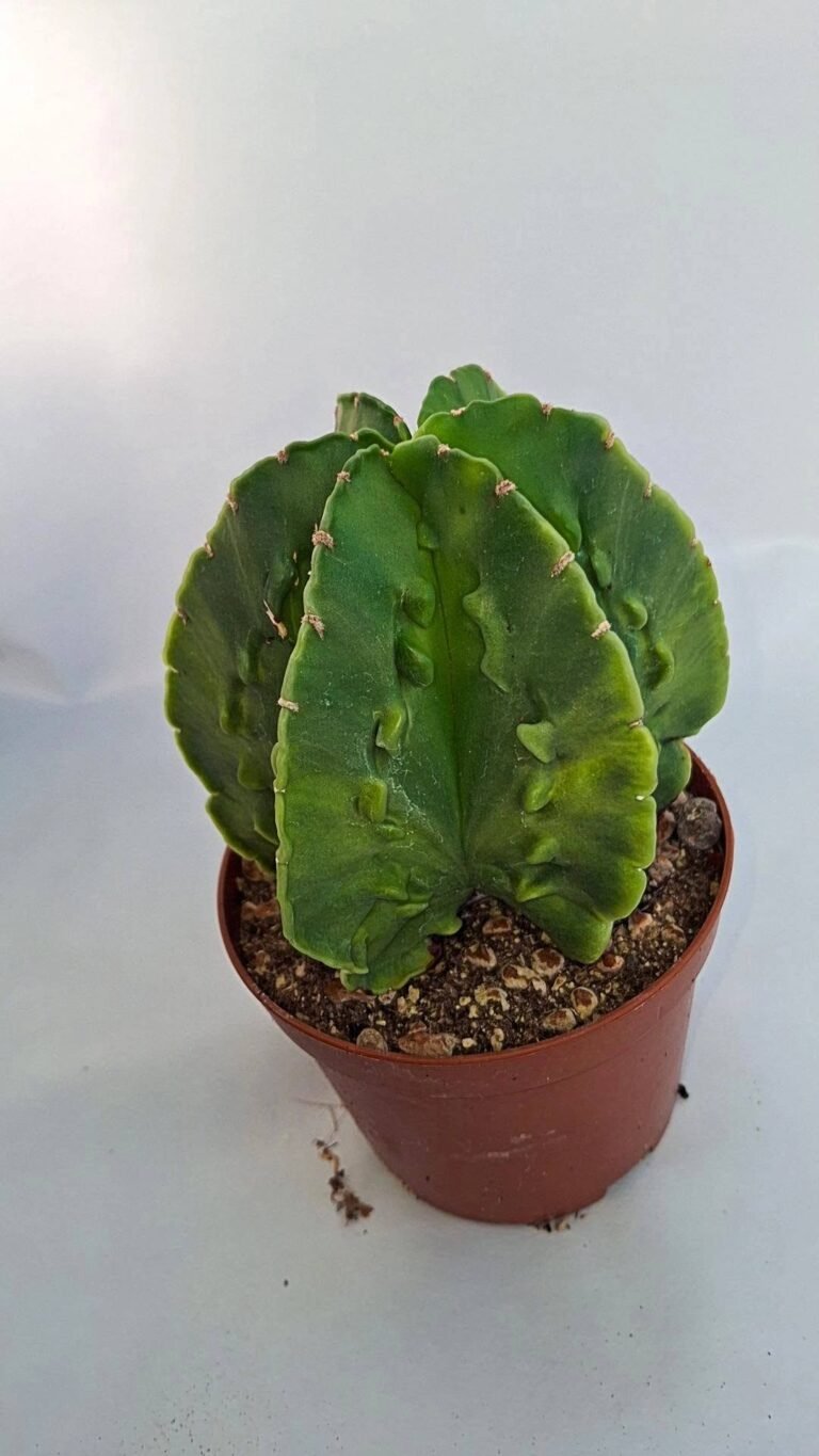 Astrophytum fukuryu variegata multicostatus