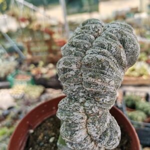 Astrophytum Haku-jo Crestata Innestata