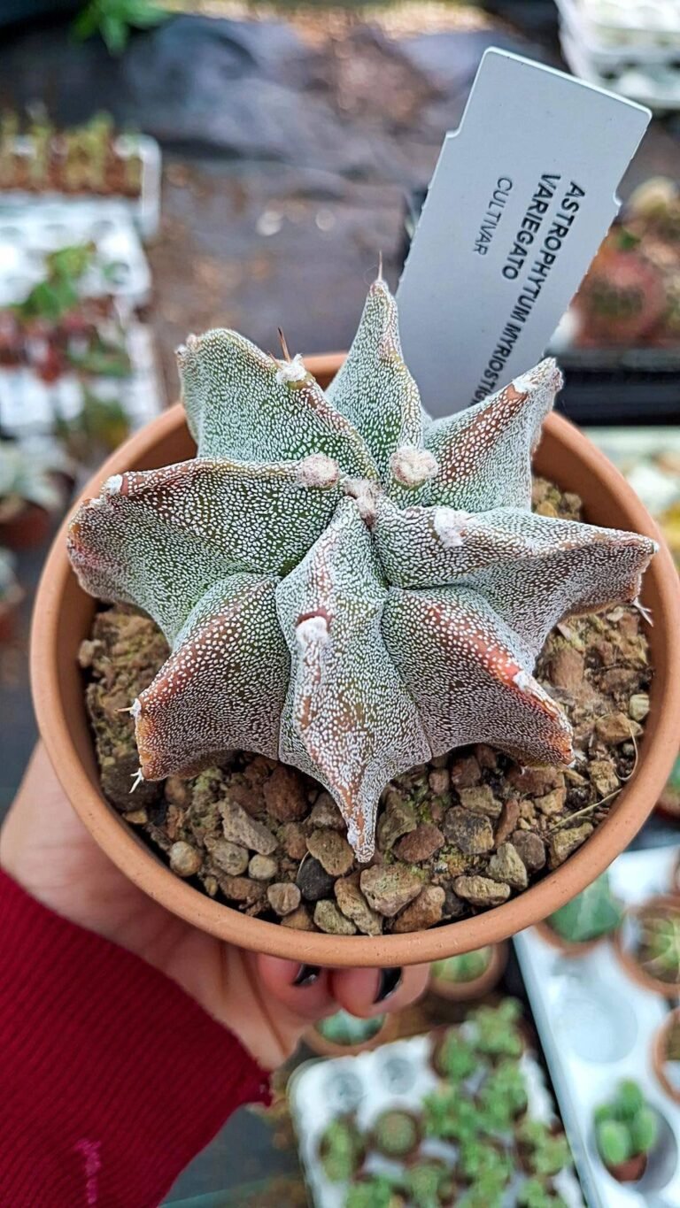 Astrophytum myriostigma Hybrid multicostatus Variegata