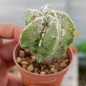 Astrophytum myriostigma fukuryu x hakuun Pentacostatum