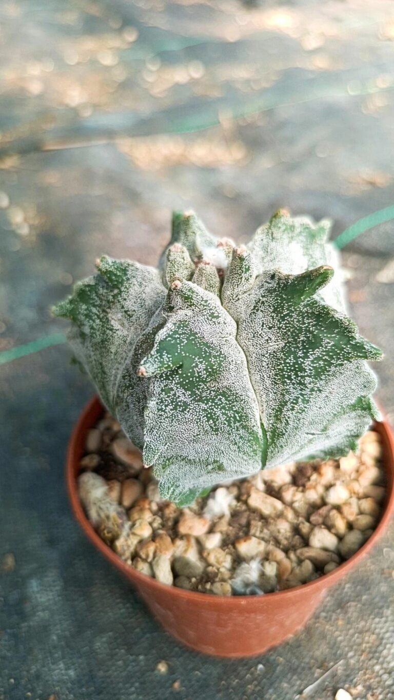 Astrophytum Kikko Pentacostatum