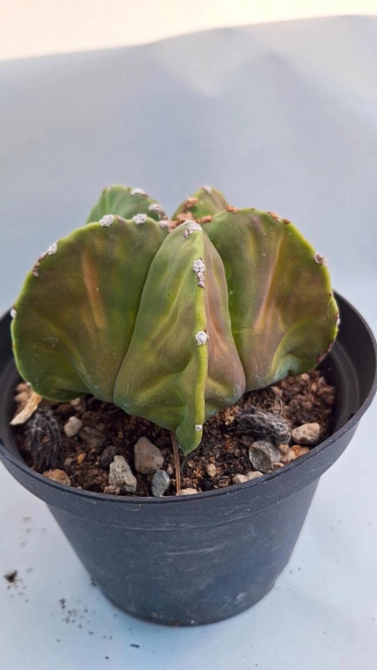 Astrophytum myriostigma nudum che sta iniziando a variegare