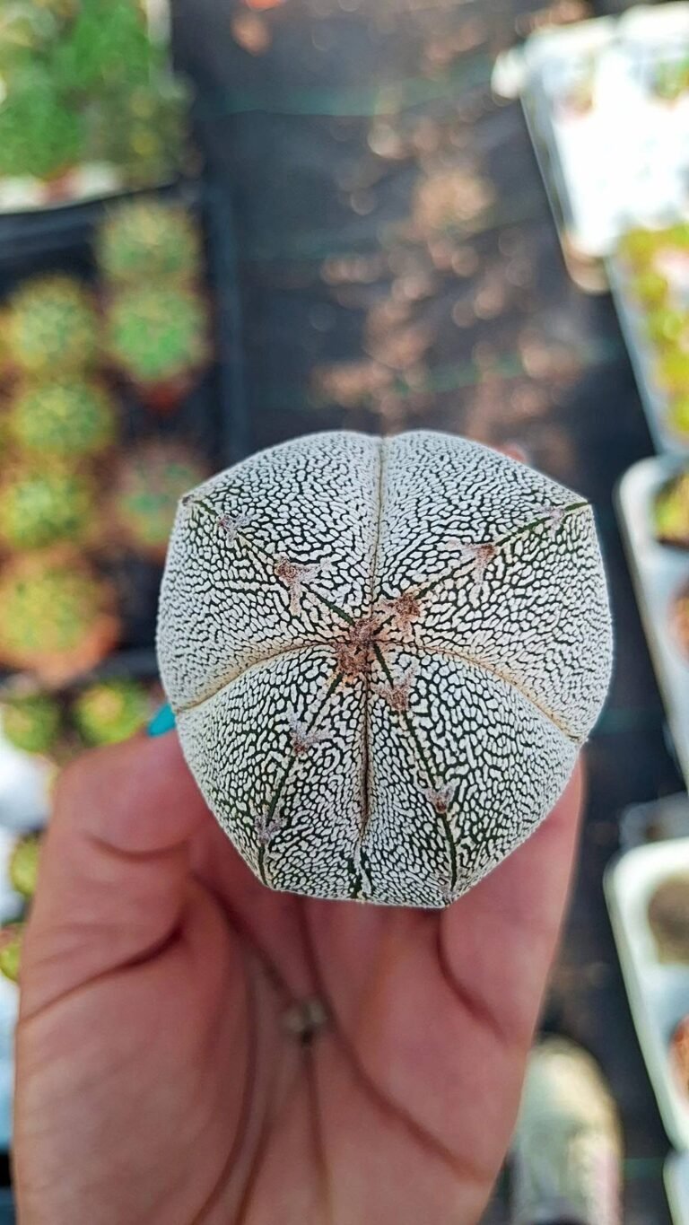 Astrophytum onzuka ball quadricostatum