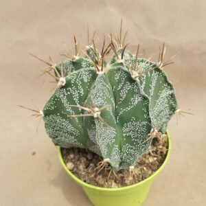 Astrophytum Ornatum
