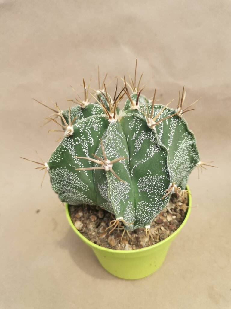 Astrophytum Ornatum