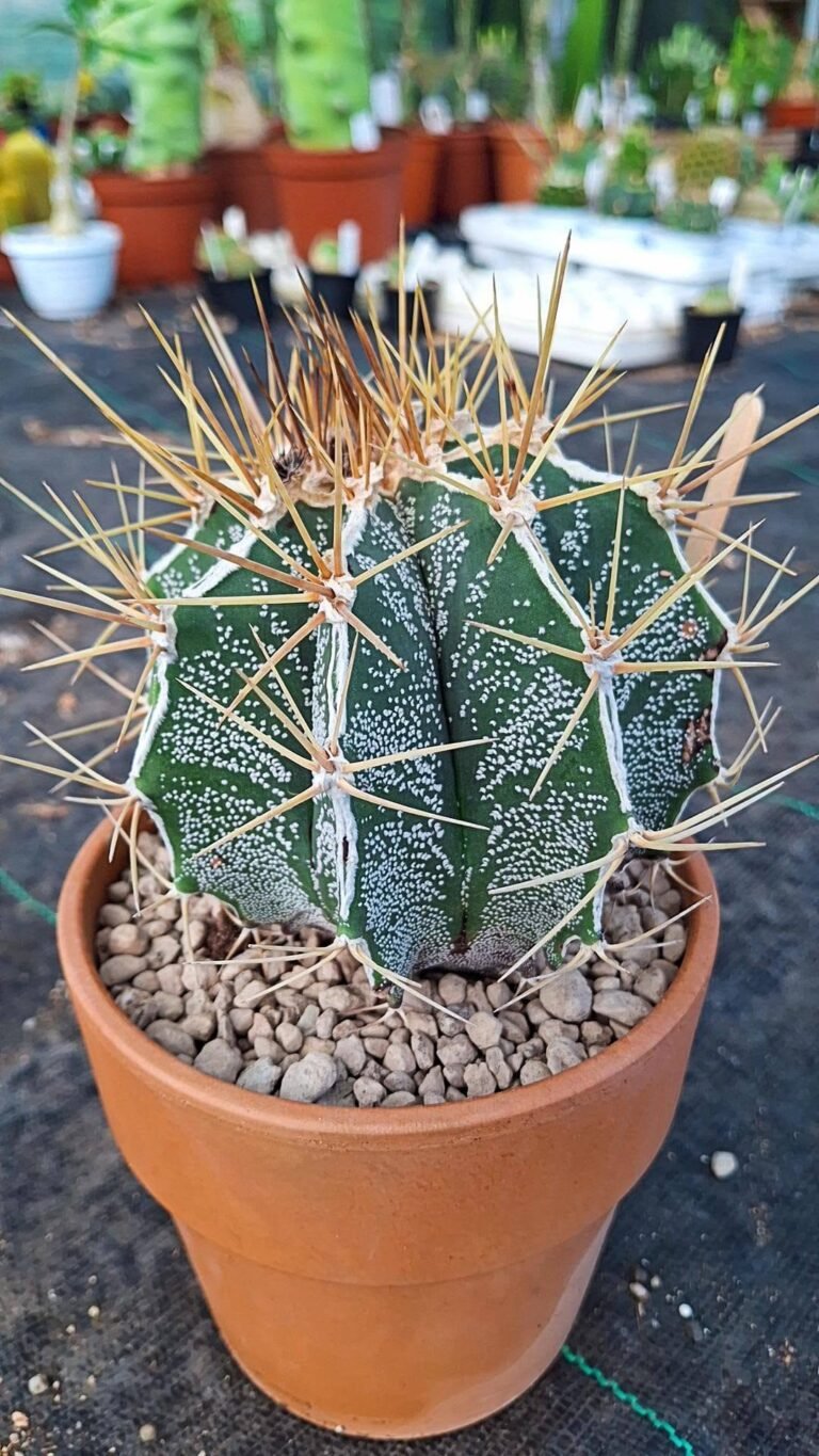 Astrophytum ornatum Hybrid x haku-jo