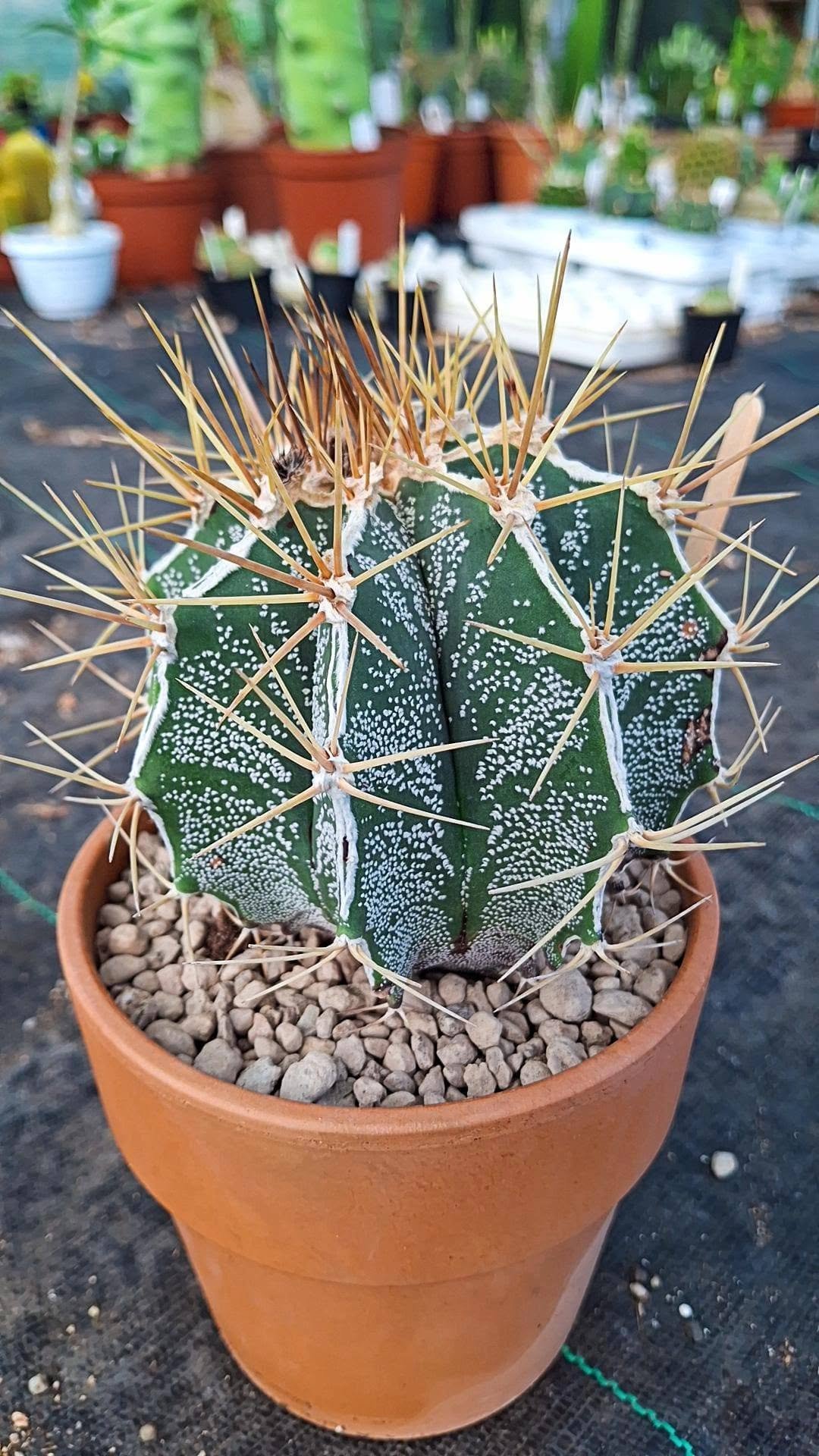 Astrophytum ornatum Hybrid x haku-jo